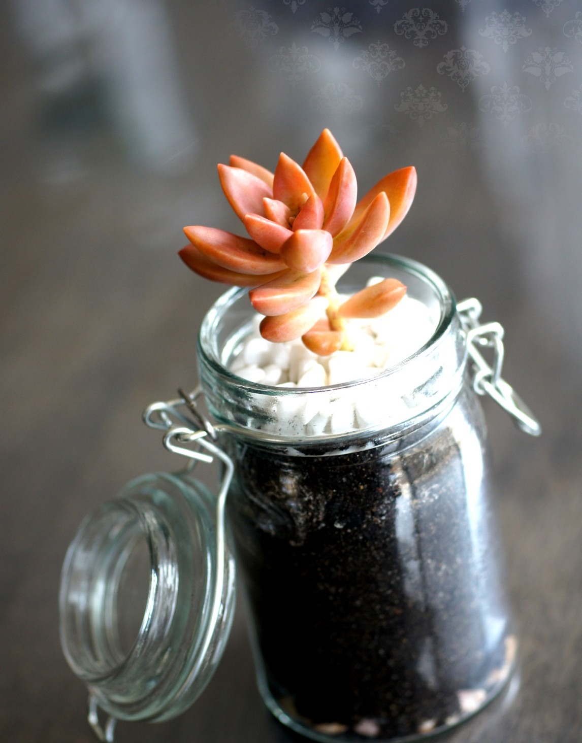Coral rusty sedum rosette in a clip-top glass jar